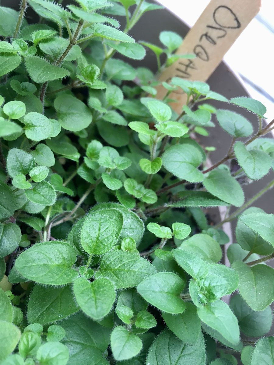 Herb Garden / 6 per case - $ 6.95 ea. / Wholesale GG-H